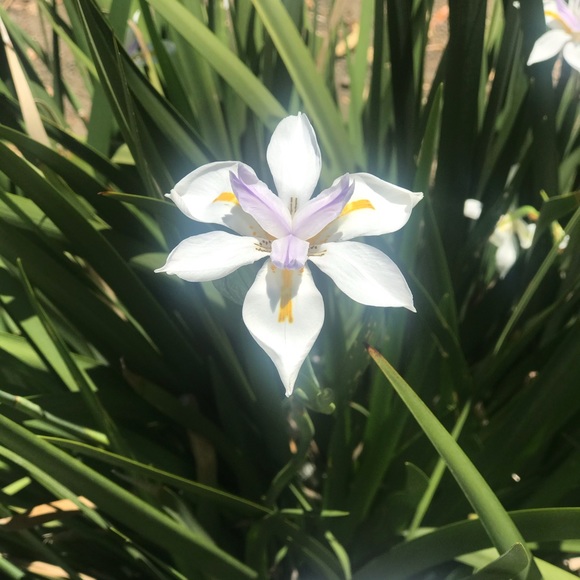 CHICO’S Perfect Camo Mesh Tank NWT! - Picture 11 of 11